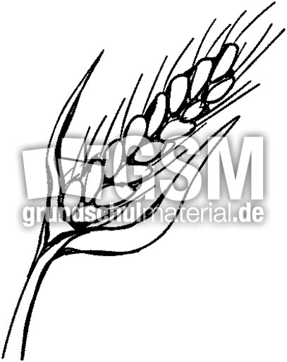 Ähren.tif